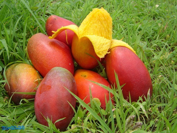 Imagini poze Mango