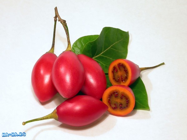 Imagini poze Tamarillo